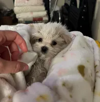 Charlie, a male Maltese for sale in Los Angeles, CA – 9 of 9