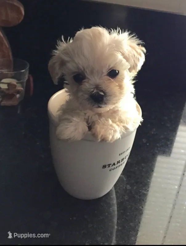 Max – Maltese puppy for sale in Los Angeles, CA