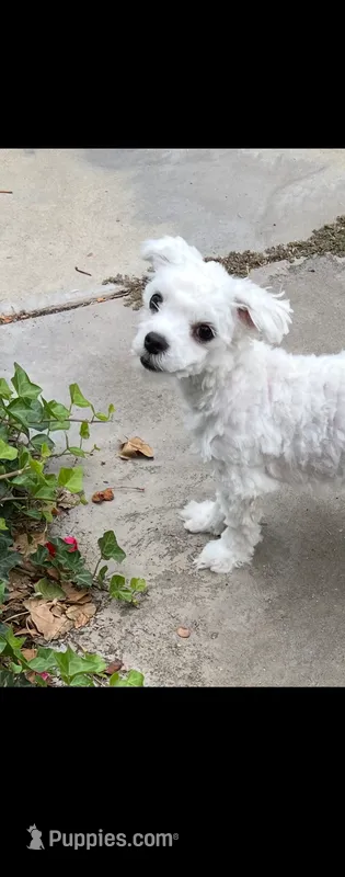 Buddy – Maltese puppy for sale in Los Angeles, CA