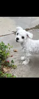 Buddy, a male Maltese for sale in Los Angeles, CA – 1 of 5