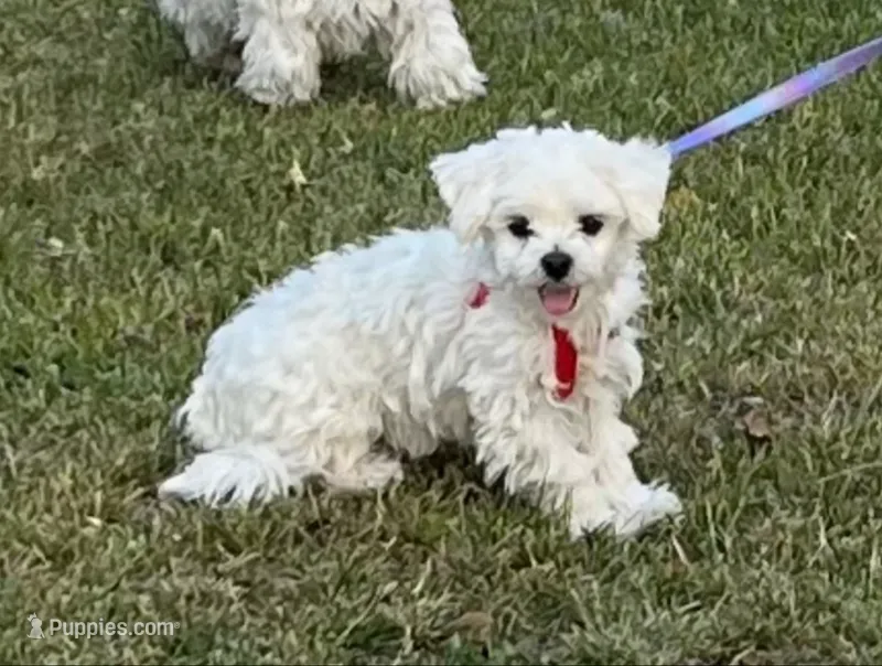 Bella – Maltese puppy for sale in Los Angeles, CA