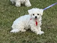 Bella, a female Maltese for sale in Los Angeles, CA – 1 of 4