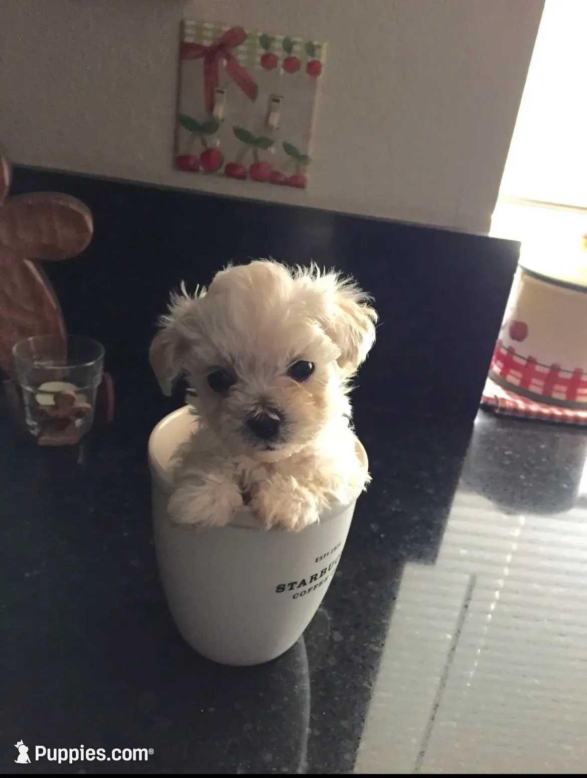 Milo, a male Maltese for sale in Los Angeles, CA – 2 of 3