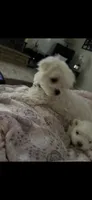 Buddy, a male Maltese for sale in Los Angeles, CA – 3 of 5