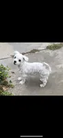 Buddy, a male Maltese for sale in Los Angeles, CA – 2 of 5