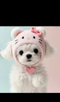 Hello Kitty Puppy 💗✨🎀, a male Maltese for sale in Los Angeles, CA – 7 of 7