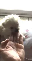 Hello Kitty Puppy, a male Maltese for sale in Los Angeles, CA – 2 of 3