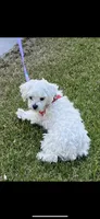 Bella, a female Maltese for sale in Los Angeles, CA – 2 of 4