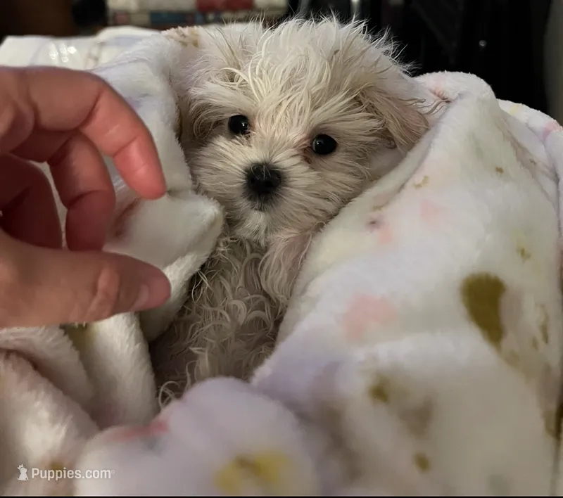 Charlie – Maltese puppy for sale in Los Angeles, CA