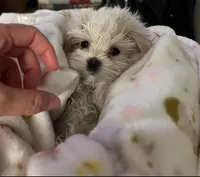 Charlie, a male Maltese for sale in Los Angeles, CA – 1 of 9