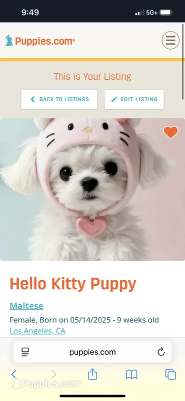 Hello Kitty Puppy – Maltese puppy for sale in Los Angeles, CA