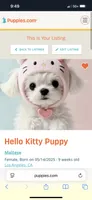 Hello Kitty Puppy, a male Maltese for sale in Los Angeles, CA – 1 of 1