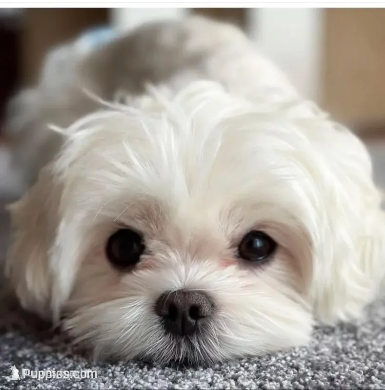 Good Boy – Maltese puppy for sale in Los Angeles, CA