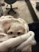 Charlie, a male Maltese for sale in Los Angeles, CA – 7 of 9
