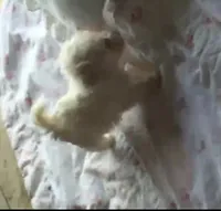 COOPER, a male Maltese for sale in Los Angeles, CA – 3 of 3