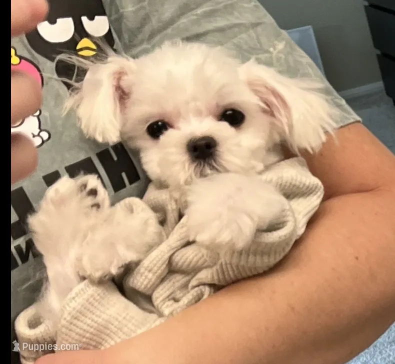 Maltese T-cup Boy – Maltese puppy for sale in Los Angeles, CA