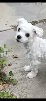 Buddy, a male Maltese for sale in Los Angeles, CA – 4 of 5