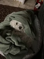 Lola , a female Maltese for sale in Los Angeles, CA – 3 of 10