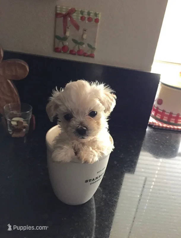 Buddy – Maltese puppy for sale in Los Angeles, CA