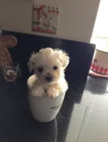 Max, a male Maltese for sale in Los Angeles, CA – 4 of 4