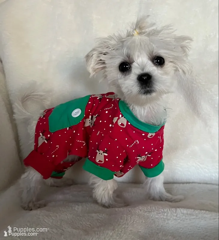 Lola  – Maltese puppy for sale in Los Angeles, CA