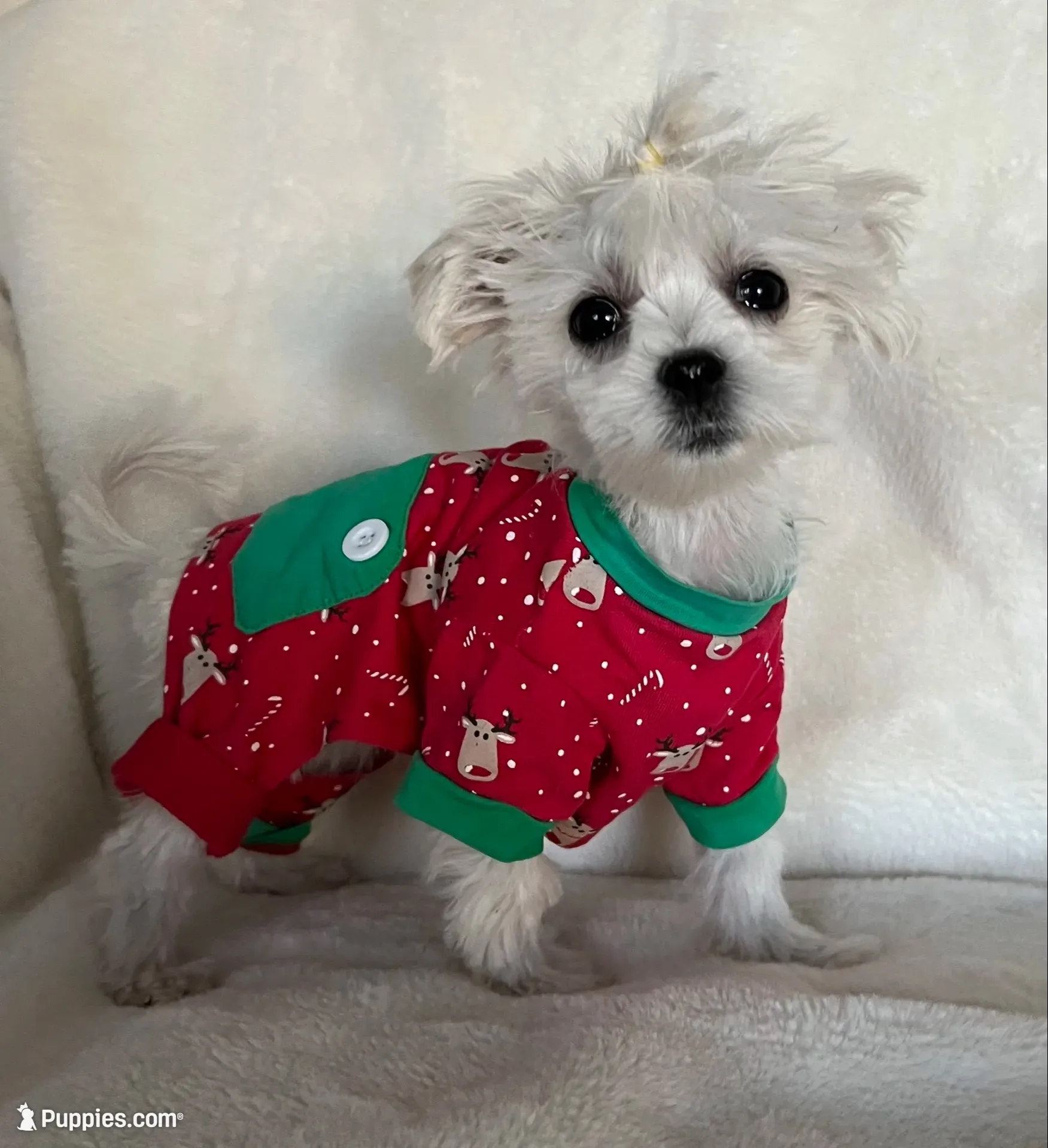 Lola , a female Maltese for sale in Los Angeles, CA – 1 of 10
