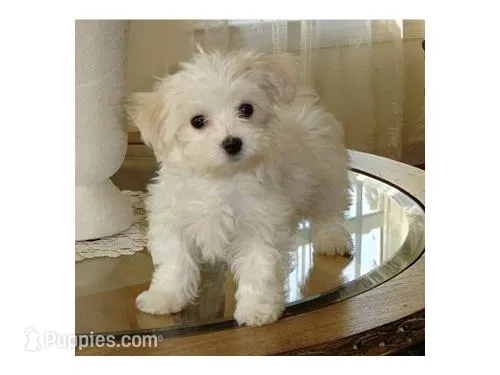 Freddie  – Maltese puppy for sale in Los Angeles, CA