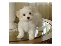Freddie , a male Maltese for sale in Los Angeles, CA – 1 of 1