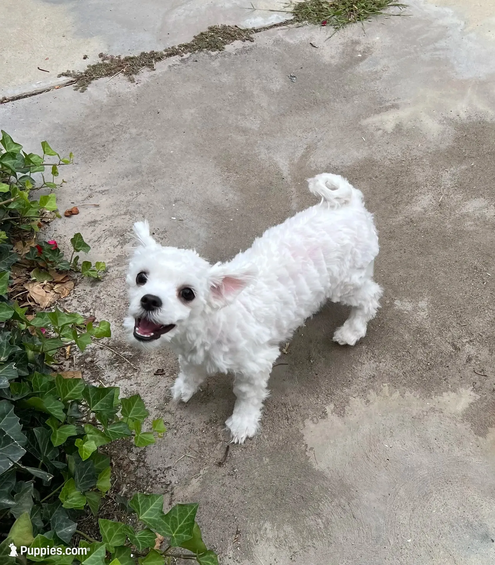 Buster , a male Maltese for sale in Los Angeles, CA – 2 of 2