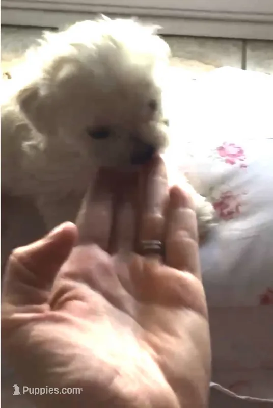 Teddy – Maltese puppy for sale in Los Angeles, CA