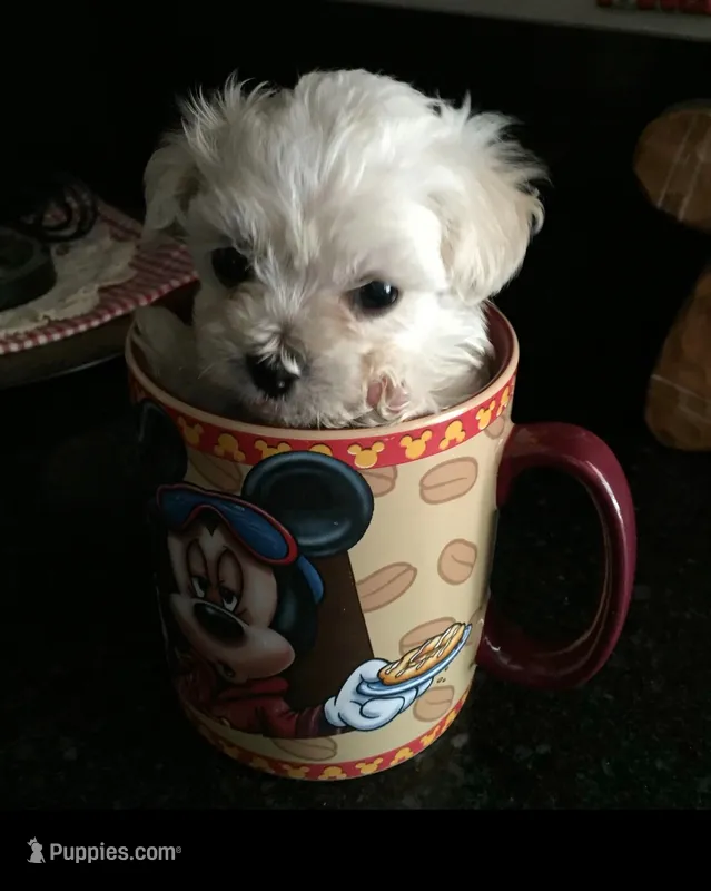 Teddy – Maltese puppy for sale in Los Angeles, CA