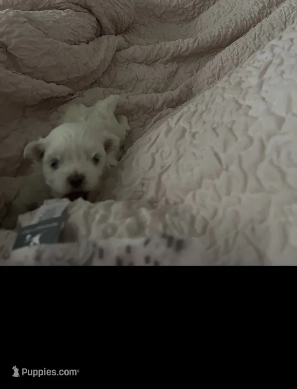 Buddy – Maltese puppy for sale in Los Angeles, CA