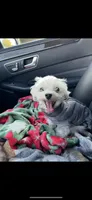 Lola , a female Maltese for sale in Los Angeles, CA – 7 of 10