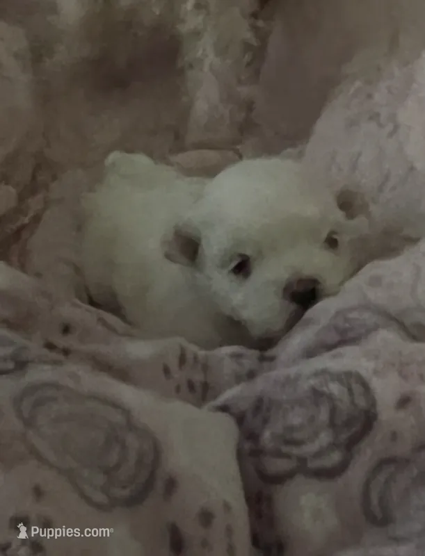 TEDDY – Maltese puppy for sale in Los Angeles, CA