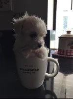 Milo, a male Maltese for sale in Los Angeles, CA – 3 of 3