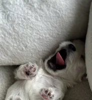 Teddy, a male Maltese for sale in Los Angeles, CA – 2 of 4