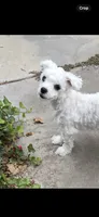 Buddy, a male Maltese for sale in Los Angeles, CA – 5 of 5