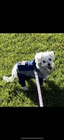 Lola , a female Maltese for sale in Los Angeles, CA – 9 of 10