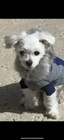 Lola , a female Maltese for sale in Los Angeles, CA – 8 of 10