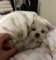 Charlie, a male Maltese for sale in Los Angeles, CA – 8 of 9