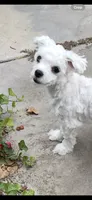 Buddy, a male Maltese for sale in Los Angeles, CA – 3 of 5