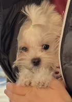 Lola , a female Maltese for sale in Los Angeles, CA – 10 of 10