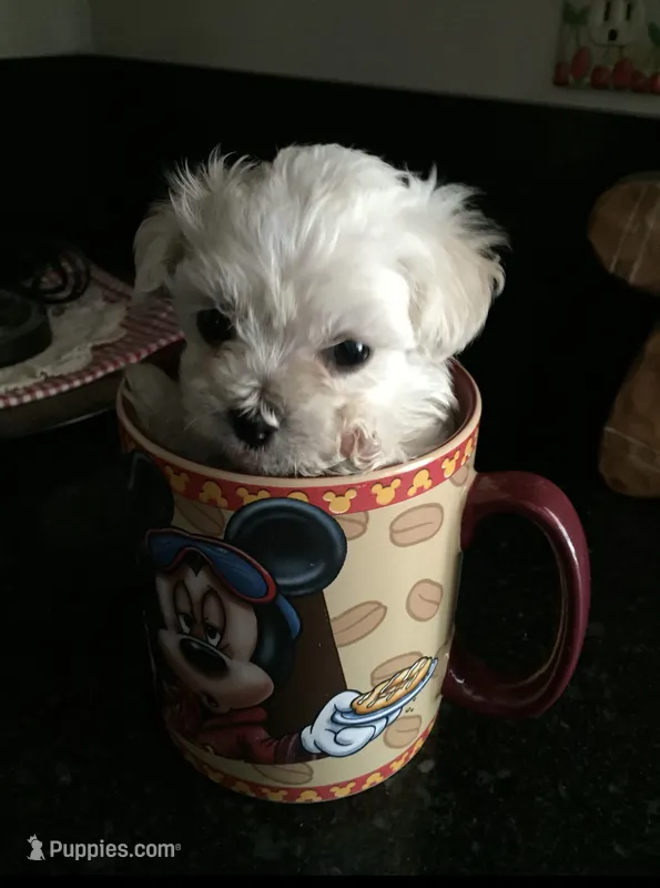 Cutie Pie – Maltese puppy for sale in Los Angeles, CA