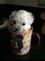 Cutie Pie, a male Maltese for sale in Los Angeles, CA – 1 of 2