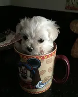 Teddy, a male Maltese for sale in Los Angeles, CA – 4 of 4