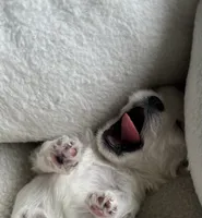 Maltese T-cup Boy, a male Maltese for sale in Los Angeles, CA – 6 of 8