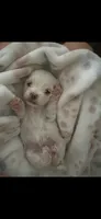 Maltese T-cup Boy, a male Maltese for sale in Los Angeles, CA – 4 of 8