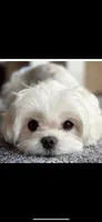 Good Boy, a male Maltese for sale in Los Angeles, CA – 2 of 2