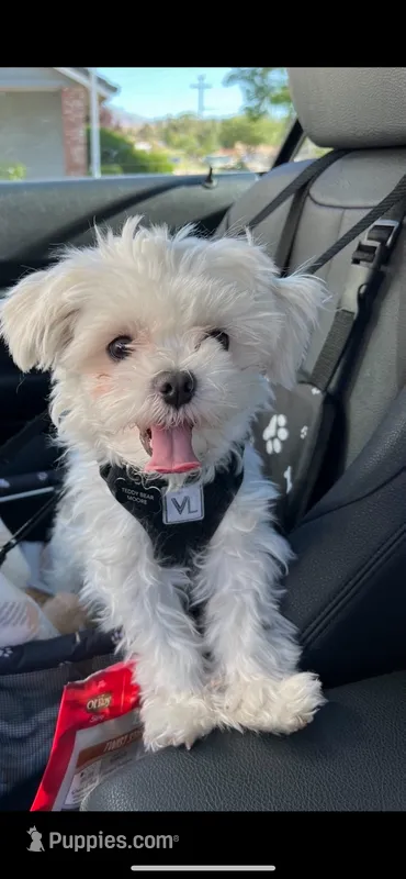 Teddy Bear – Maltese puppy for sale in Los Angeles, CA