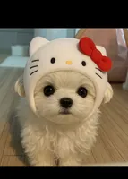 Maltese T-cup Boy, a male Maltese for sale in Los Angeles, CA – 8 of 8